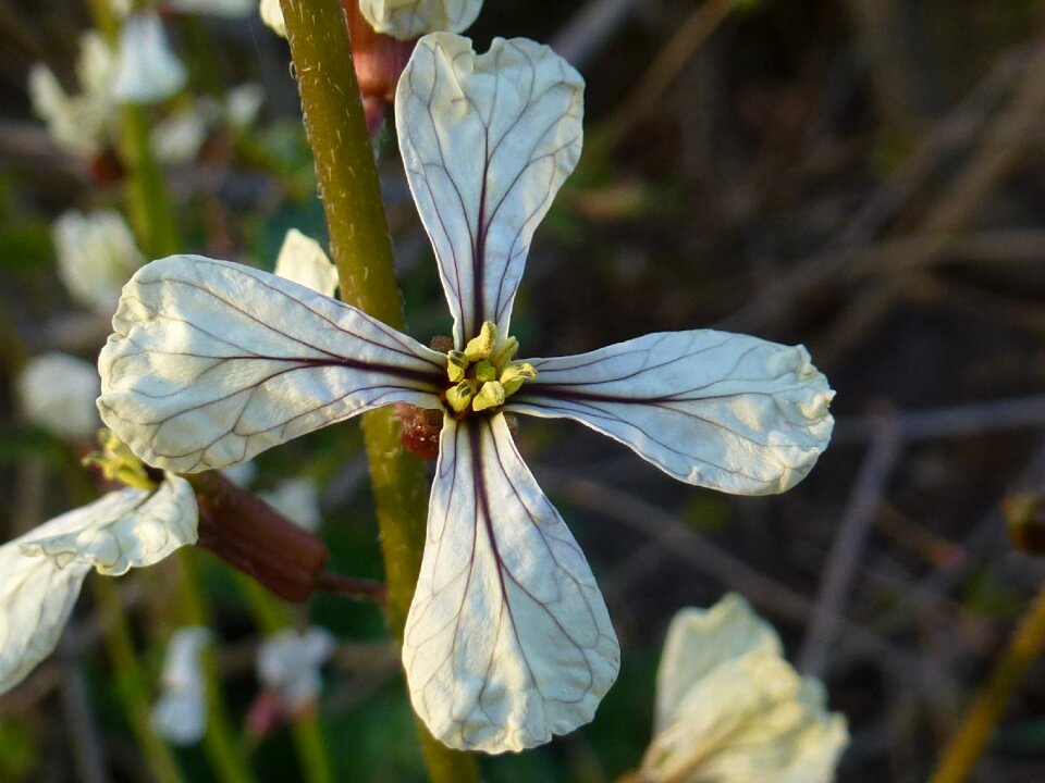 Cross spring tender