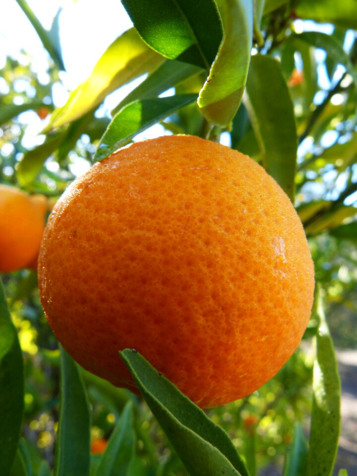 Tangerine mandarin citric