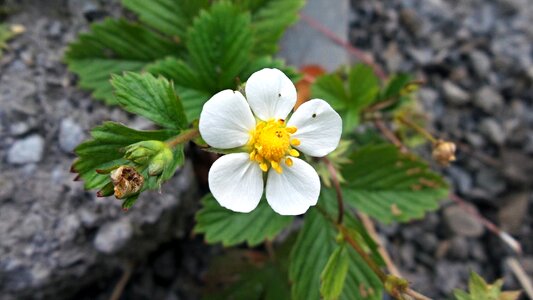 Garden flower strawberry
