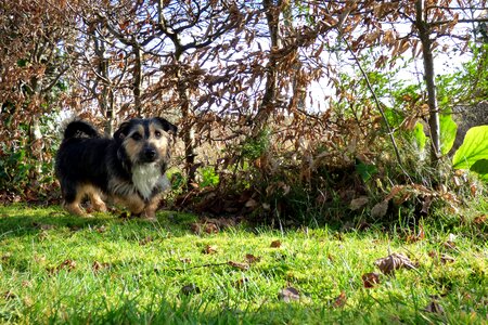 Dog pet jack russell photo