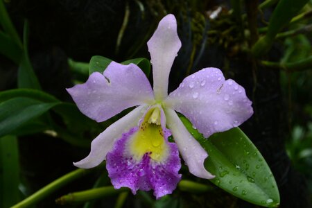 Orchids singapore botanical garden photo