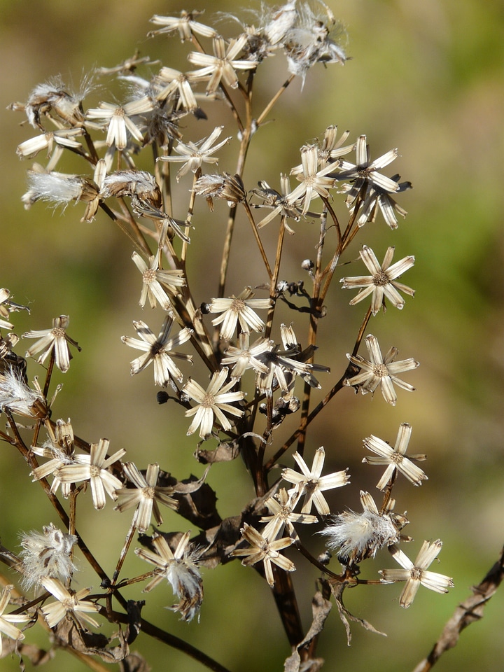 Fuchs greiskraut bald hain greiskraut senecio fuchsii