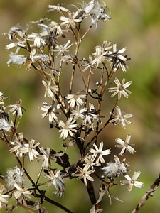 Fuchs greiskraut bald hain greiskraut senecio fuchsii