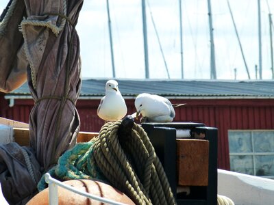 Maritime waterfowl seevogel