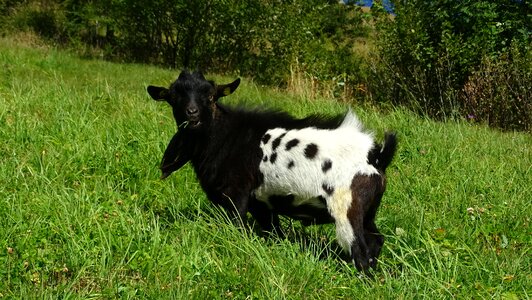 Goat mountain goat creature