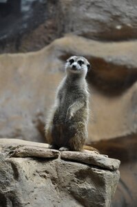 Suricato mammal animal
