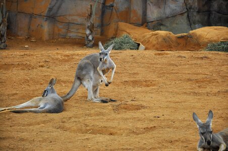 Kangaroo mammal animal