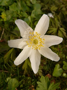 Flower blossom bloom