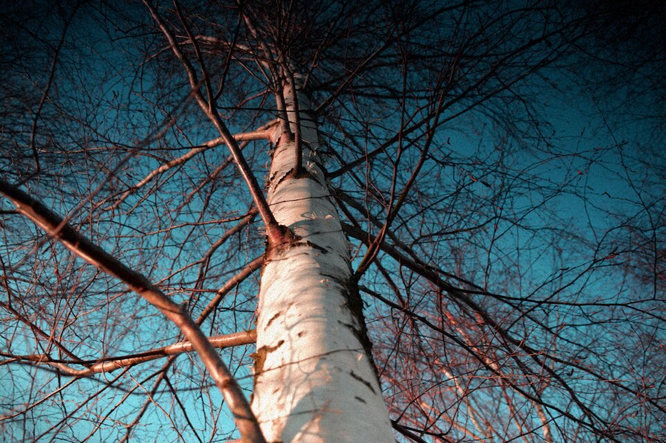 Tree nature konary