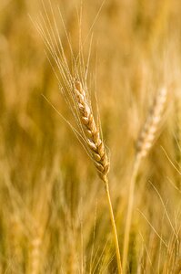 Wheat field agriculture nature photo
