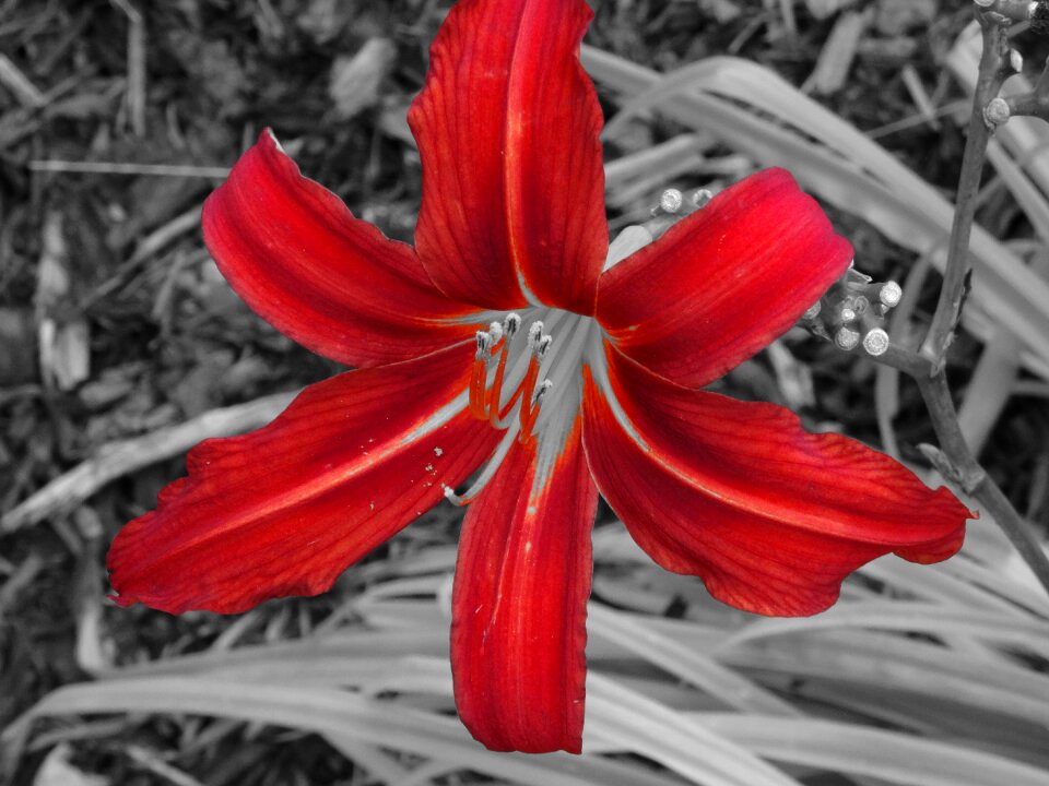 Lily flower black red