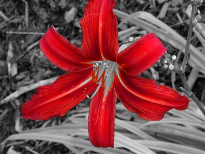 Lily flower black red photo
