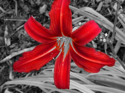 Lily flower black red