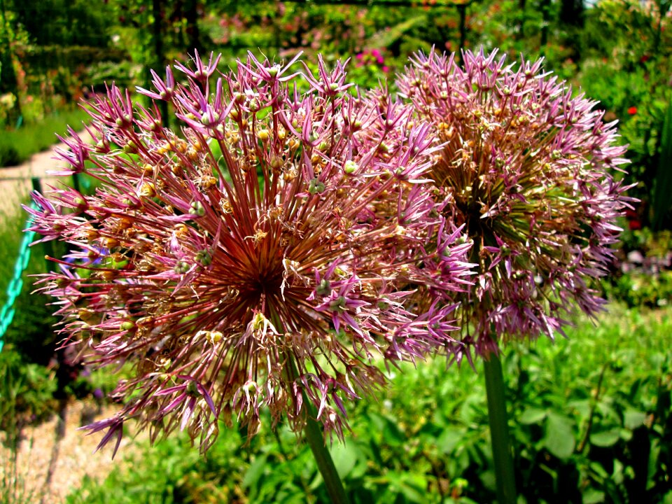 Onion ornamental