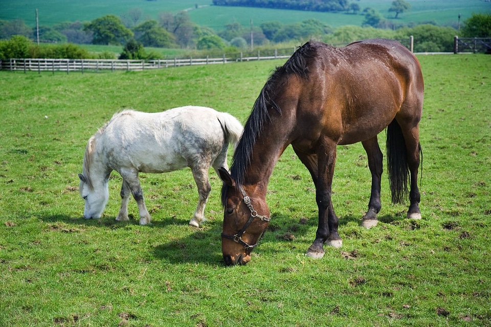Eating grass pasture