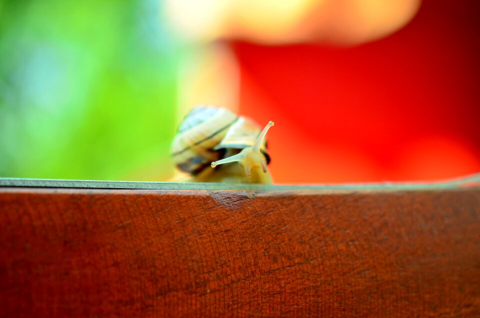 Background bokeh summer