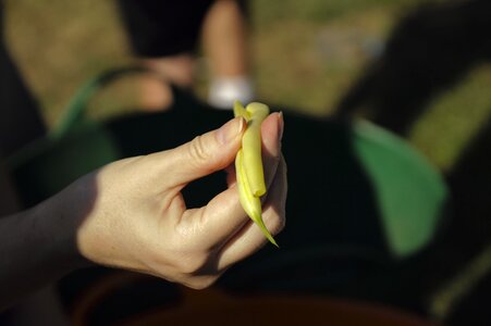 Organic agriculture legume