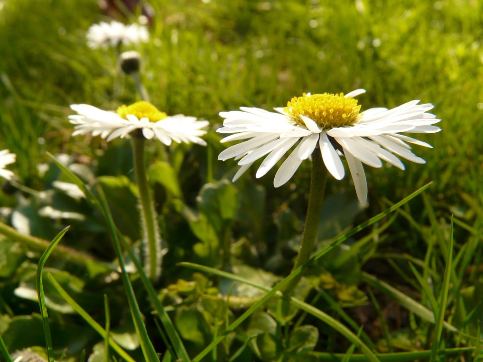 Plant garden white