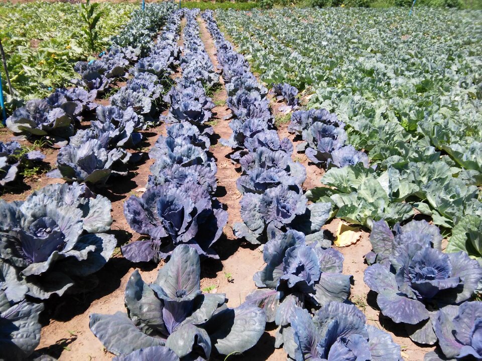 Horticulture planting juazeiro north