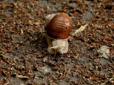 Land snail mollusk shell