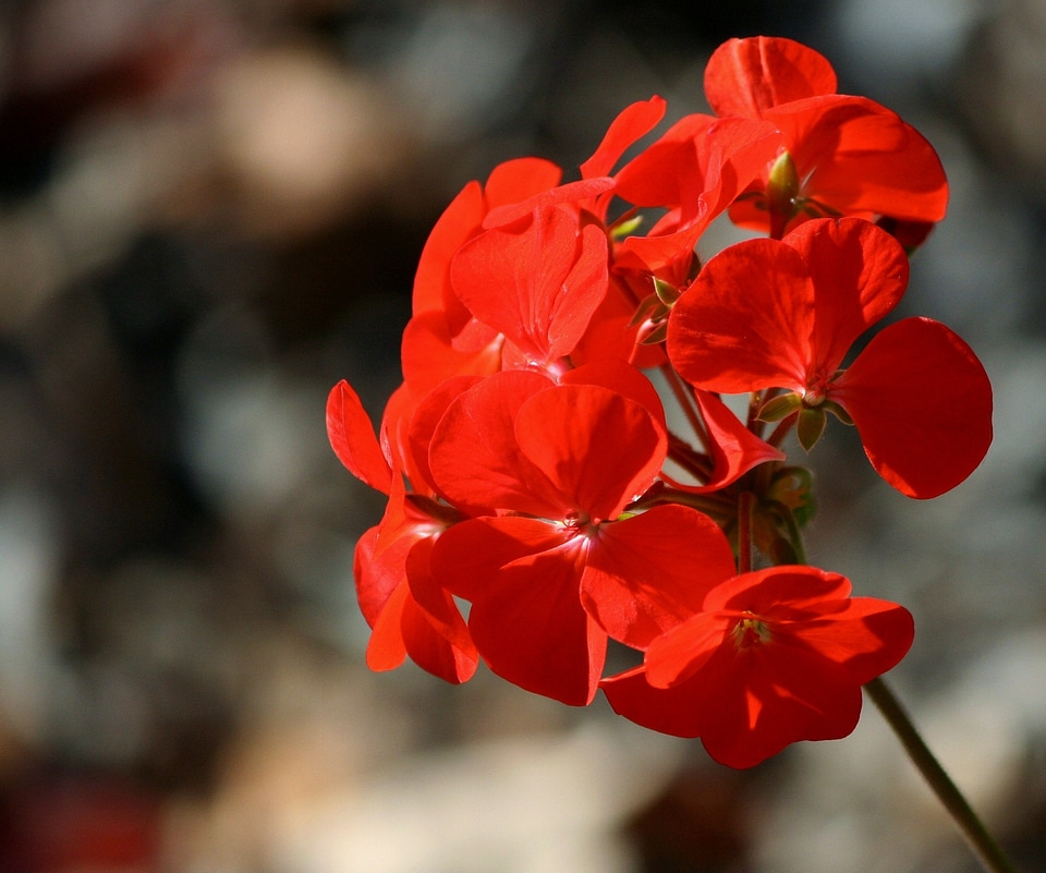 Plant natural blossom