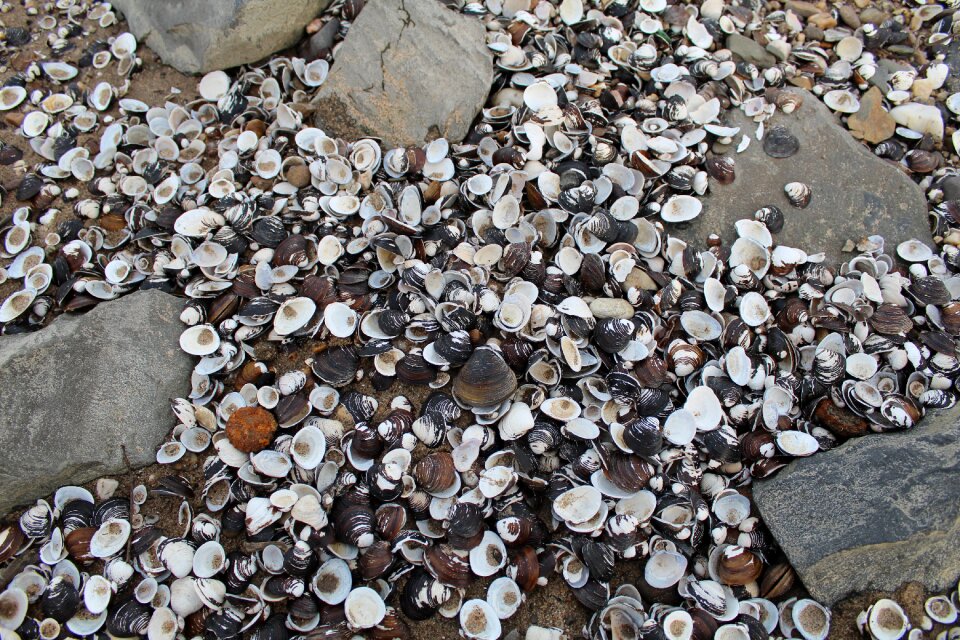 Shells sand ground