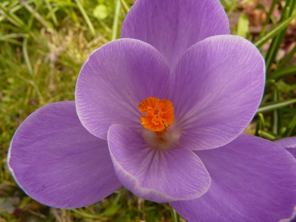 Close up macro flowers