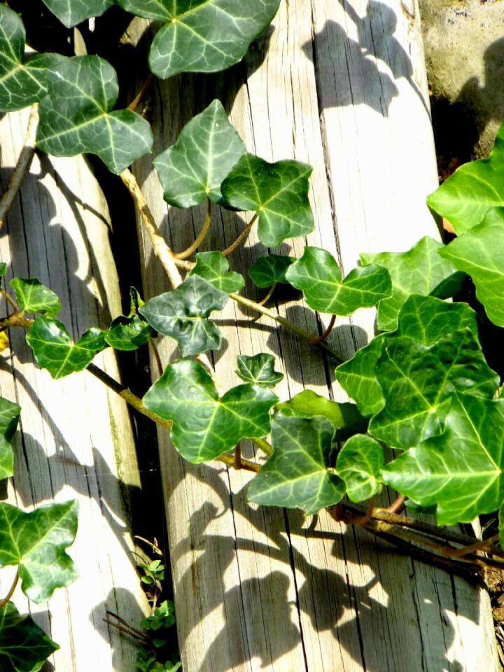 Creeper climbing plant macro