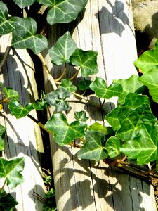 Creeper climbing plant macro photo