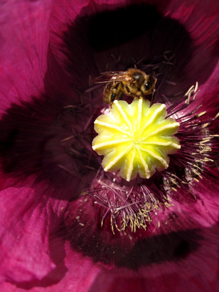 Bee spring