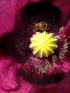 Bee spring