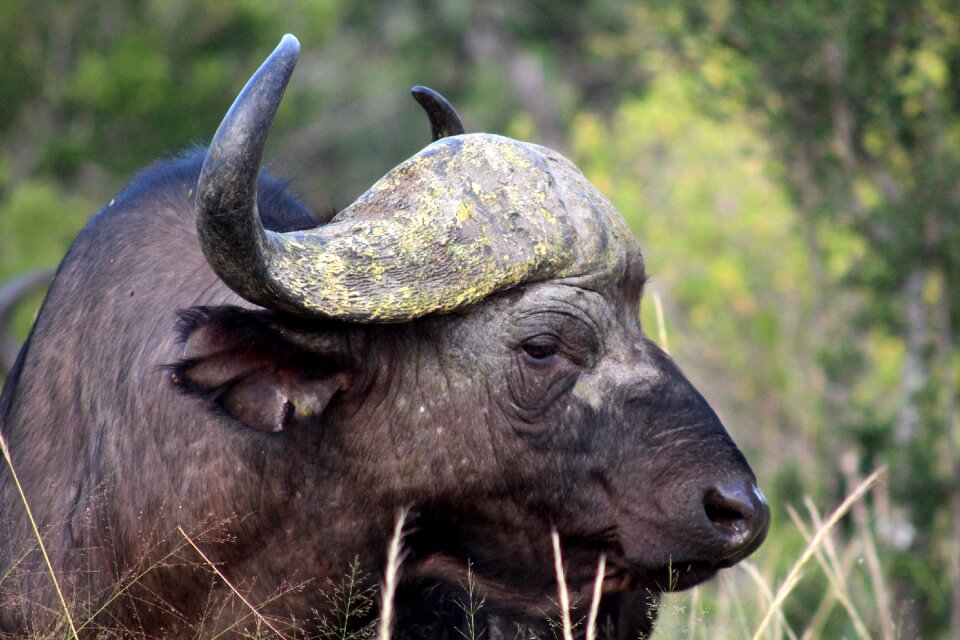 The strength of the horns nature