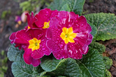 Flower close up nature