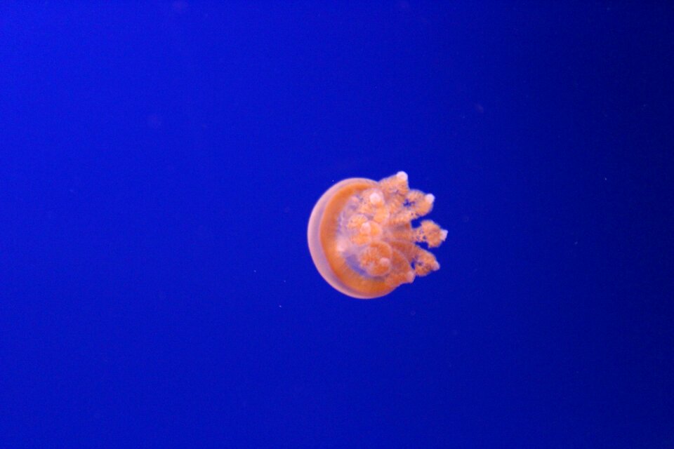Rosa water tentacles