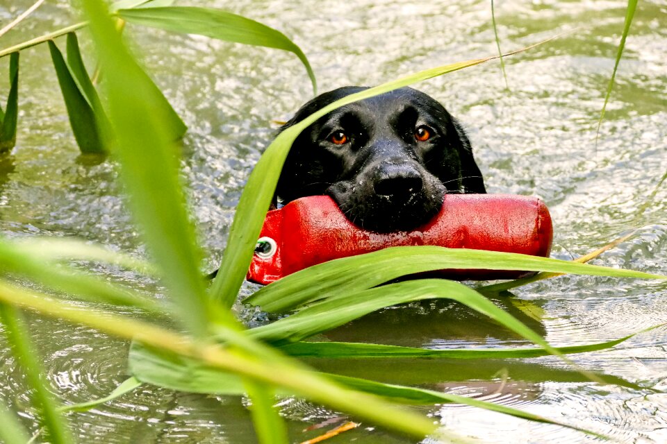 Dogs hundesport animals