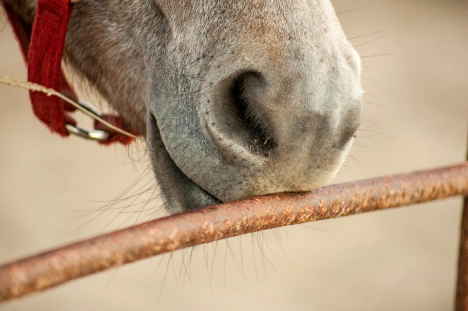 Kiss lips nostril