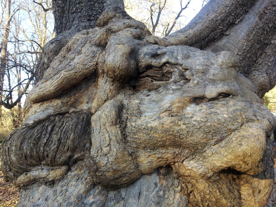 Old wood park maribor