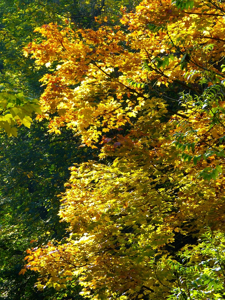 Autumn colored nature