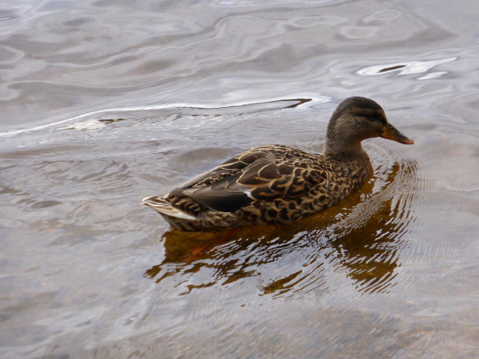 Duck water bird animal
