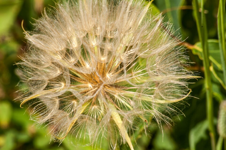 Summer nature flower