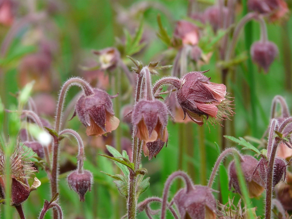 Bloom red violet