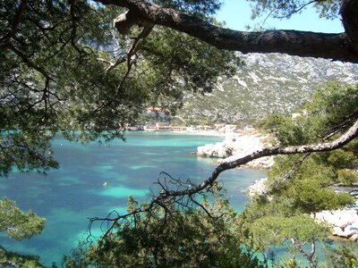 Tree ocean nature