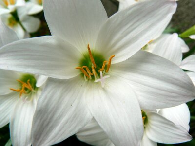 Nature delicate flower white photo