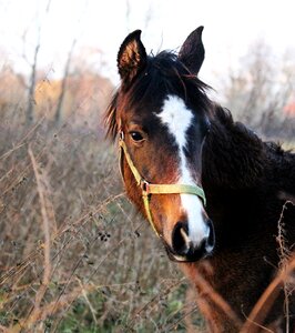 Brown young horse foal