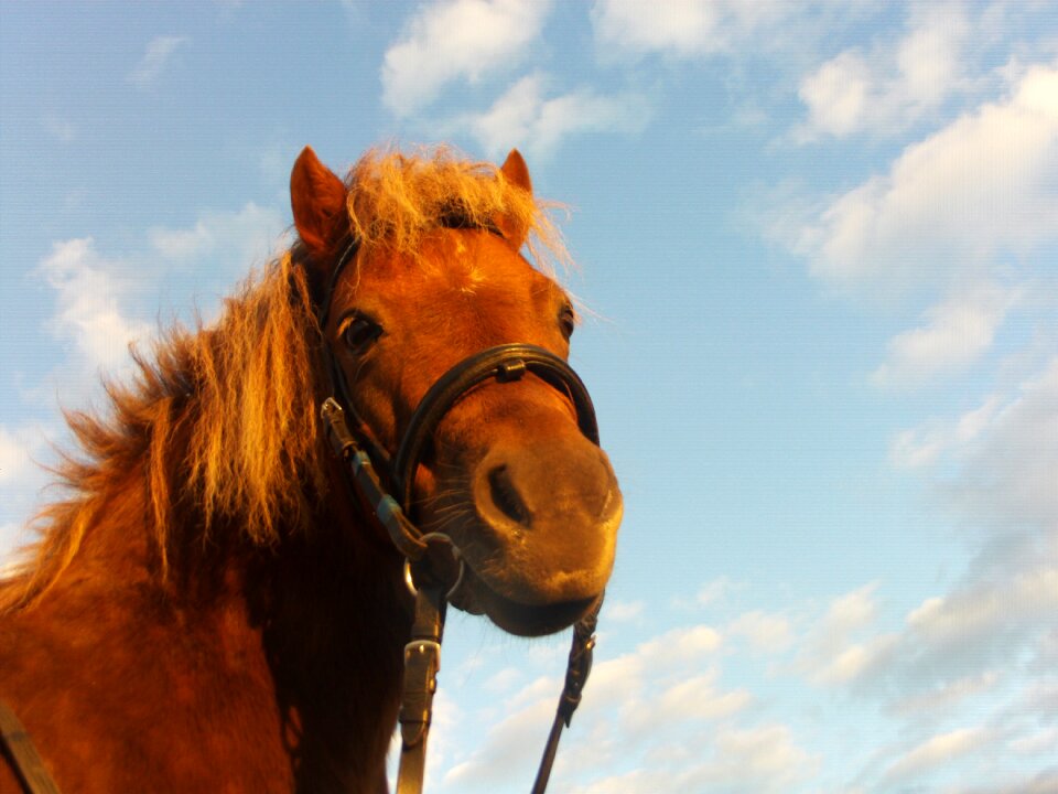 Grass female mane