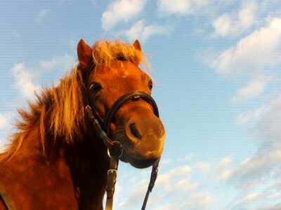 Grass female mane photo