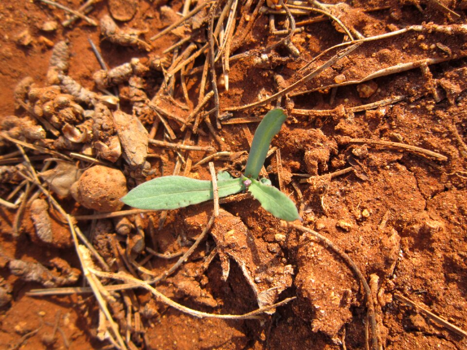 Tender leaves awakened nature