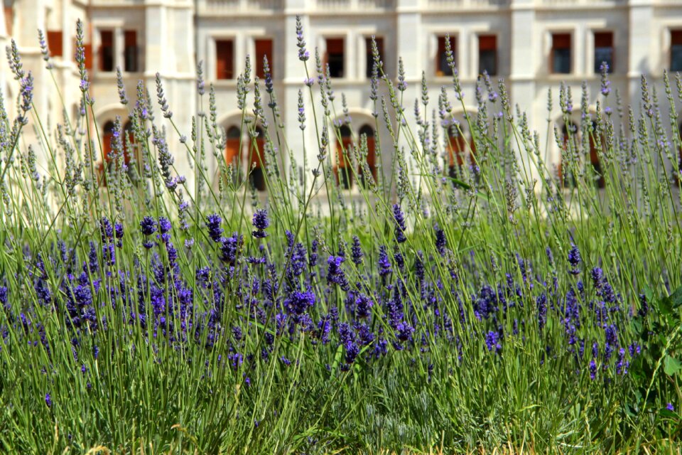 Nature flowers grass