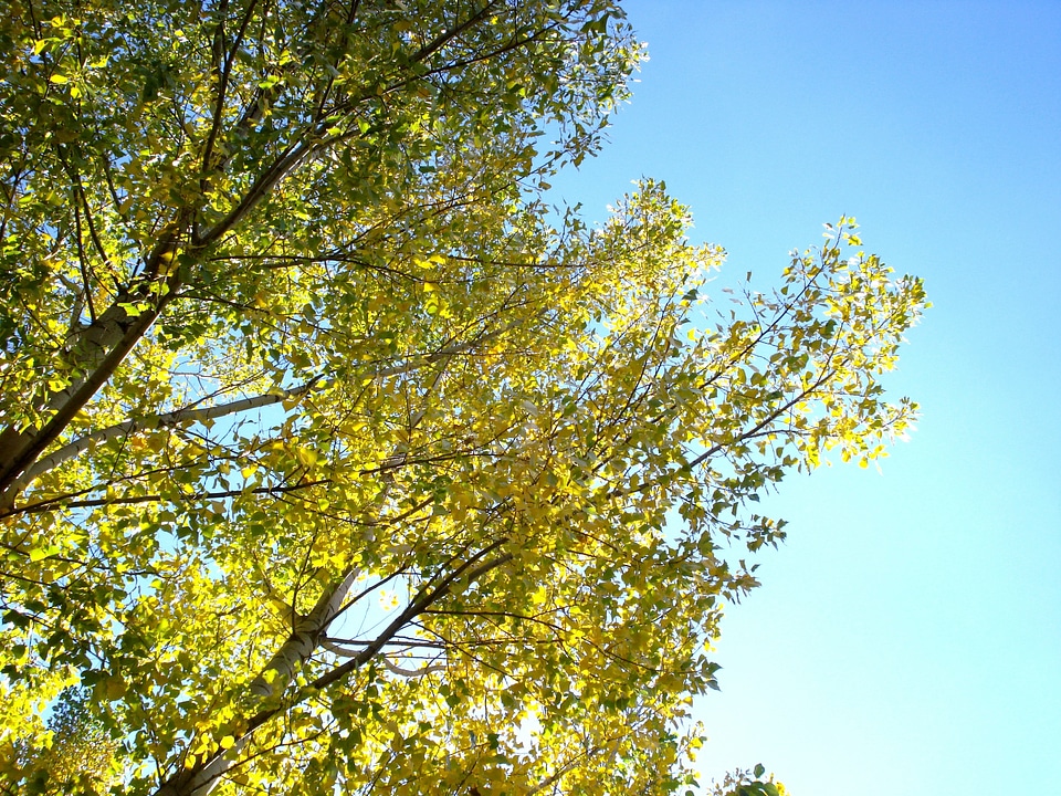 Outdoors environment trunk