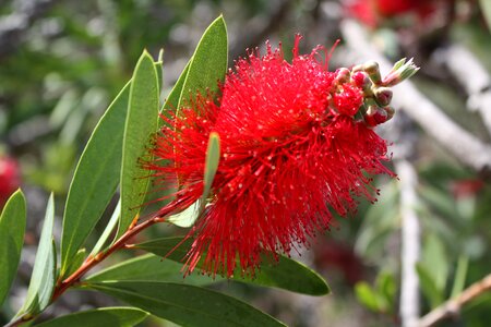 Canary islands brush flowers jardin canario